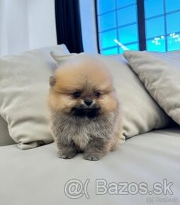 Pomeranian mini