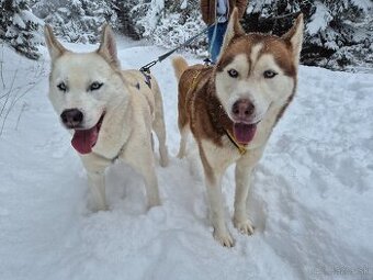 Sibírsky husky bez pp