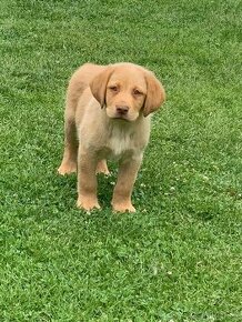 Čistokrevní štěňata labrador IHNED