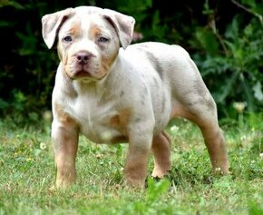 American bully xl