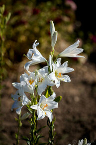 Cibuľky ľalie biele liečivé - lilium candidum