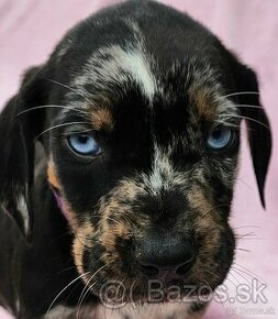 Louisiana Leopard- Catahoula