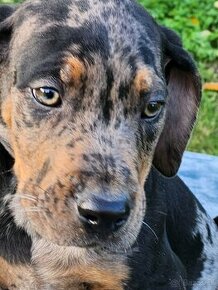 Louisiana Leopard- Catahoula