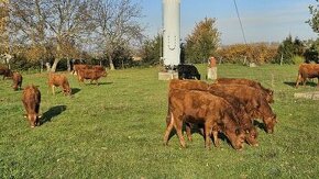 býčky Aberdeen Angus