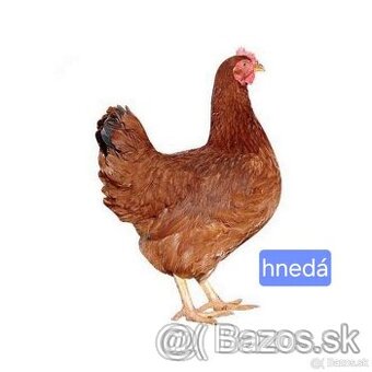 Mládky sliepok dominant a leghorn