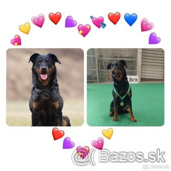 Beauceron s PP