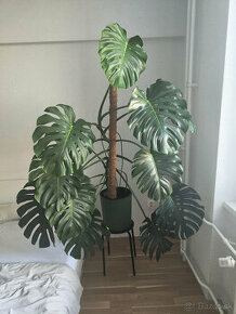 Monstera deliciosa