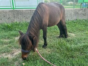 shetland pony