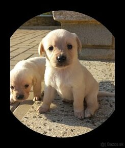 Šteniatka labrador a kríženec zlatý retriever