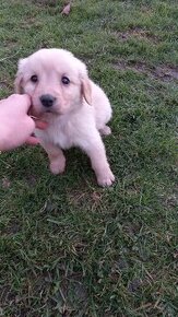 Šteniatka labrador a kríženec zlatý retriever