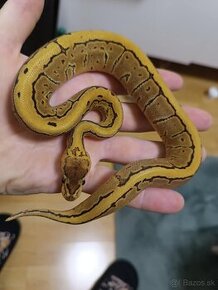 Ball python