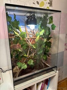 Terarium pre chameleona