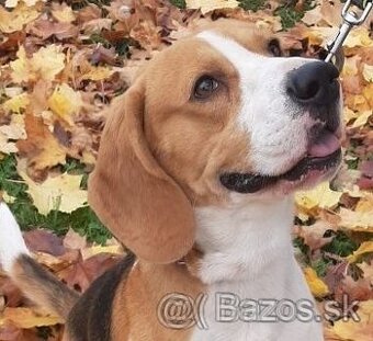 Beagle/bigl Tricolor