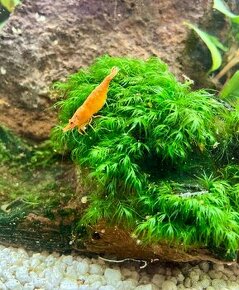 Krevetky - Neocaridina davidy - Orange