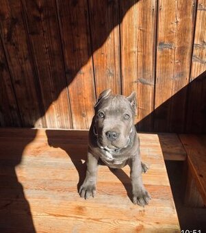 Šteniatka Cane Corso