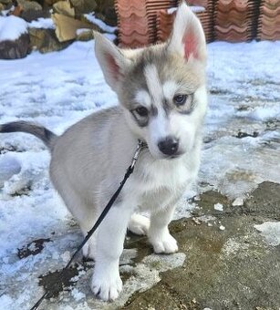 Sibírsky husky - štěňátka bez PP - aktualizováno