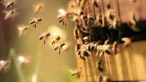 Včely s úľom