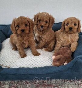 Cavapoo