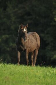 Appaloosa/QH žrebček