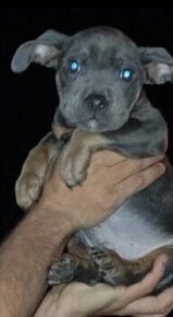 American bully pocket