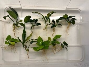 Anubias mix