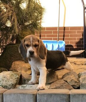 Bígel Beagle Bigl s PP FCI