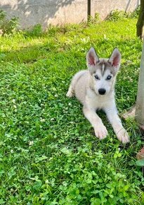 Šteniatka sibírsky Husky