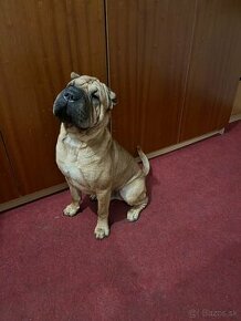 Shar pei