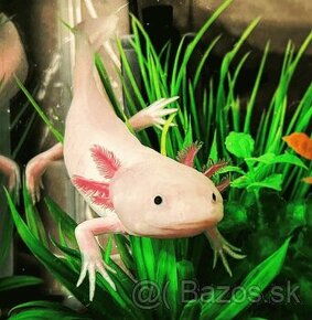 Axolotl