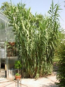 trstina obrovská   Aruna   Arundo-donax  Trsteník - 1