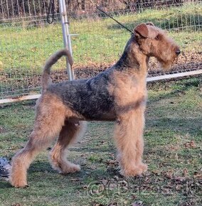 Airedale Terrier FCI