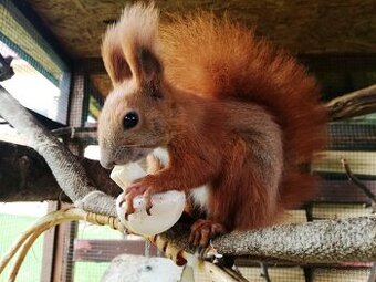 Veverička obyčajná - Sciurus vulgaris