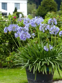 Africká ľalia - kalokvet - agapanthus blue gigant - 1