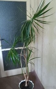 Dracena