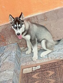 Sibírsky husky