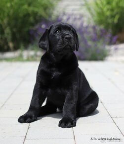 Labrador s PP, Labradorský retriever - 1