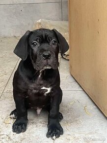 NAPREDAJ CANE CORSO