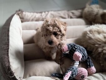 Maltipoo