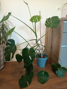 Mladá monstera