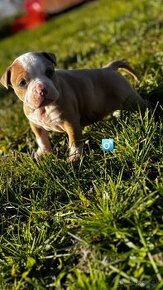 American bully