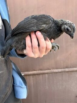 Ayam Cemani