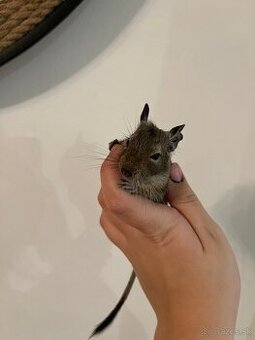 Osman Degu