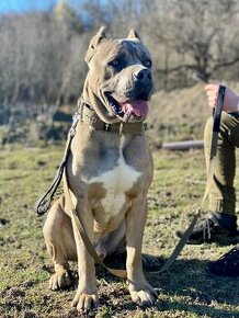 Cane corso