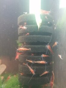 Neocaridina - red cherry