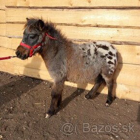 Mini shetland pony JOHAN