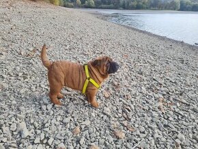 ⭐️SHAR-PEI šteniatko