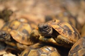 Testudo hermanni - Korytnačka zelenkastá 2024