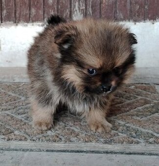 Pomeranian