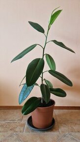 Ficus Elastica longifolia / Fikus / Gumovník - 1