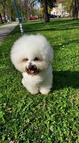 Krytie bichon frise